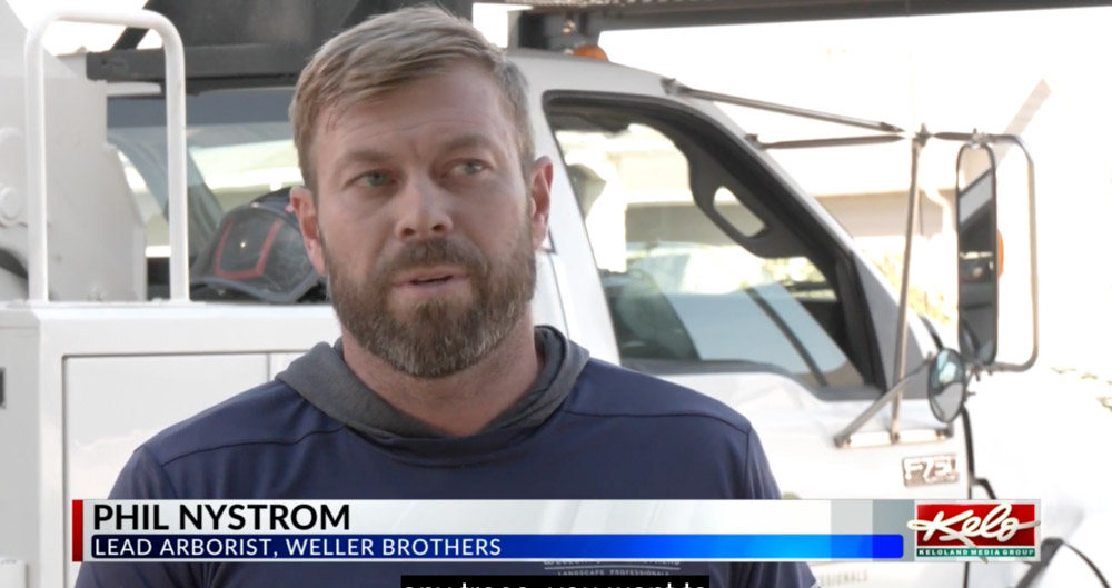 Weller Brothers Lead Arborist Phil Nystrom on Keloland News